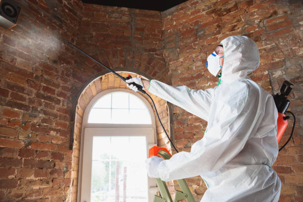 Best Mold Removal for HVAC Installations  in Ivins, UT